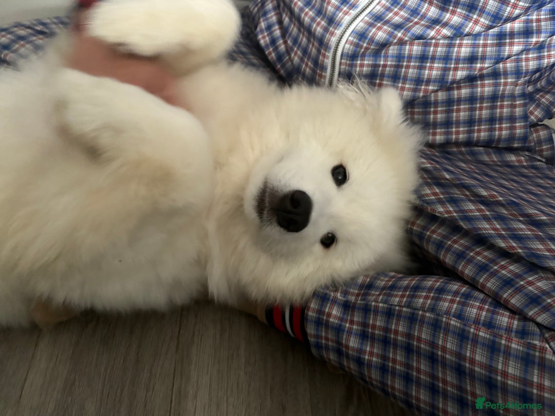 Samoyed dogs for sale: Beautiful 6-Month-Old Samoyed Boy for Sale - Image 9