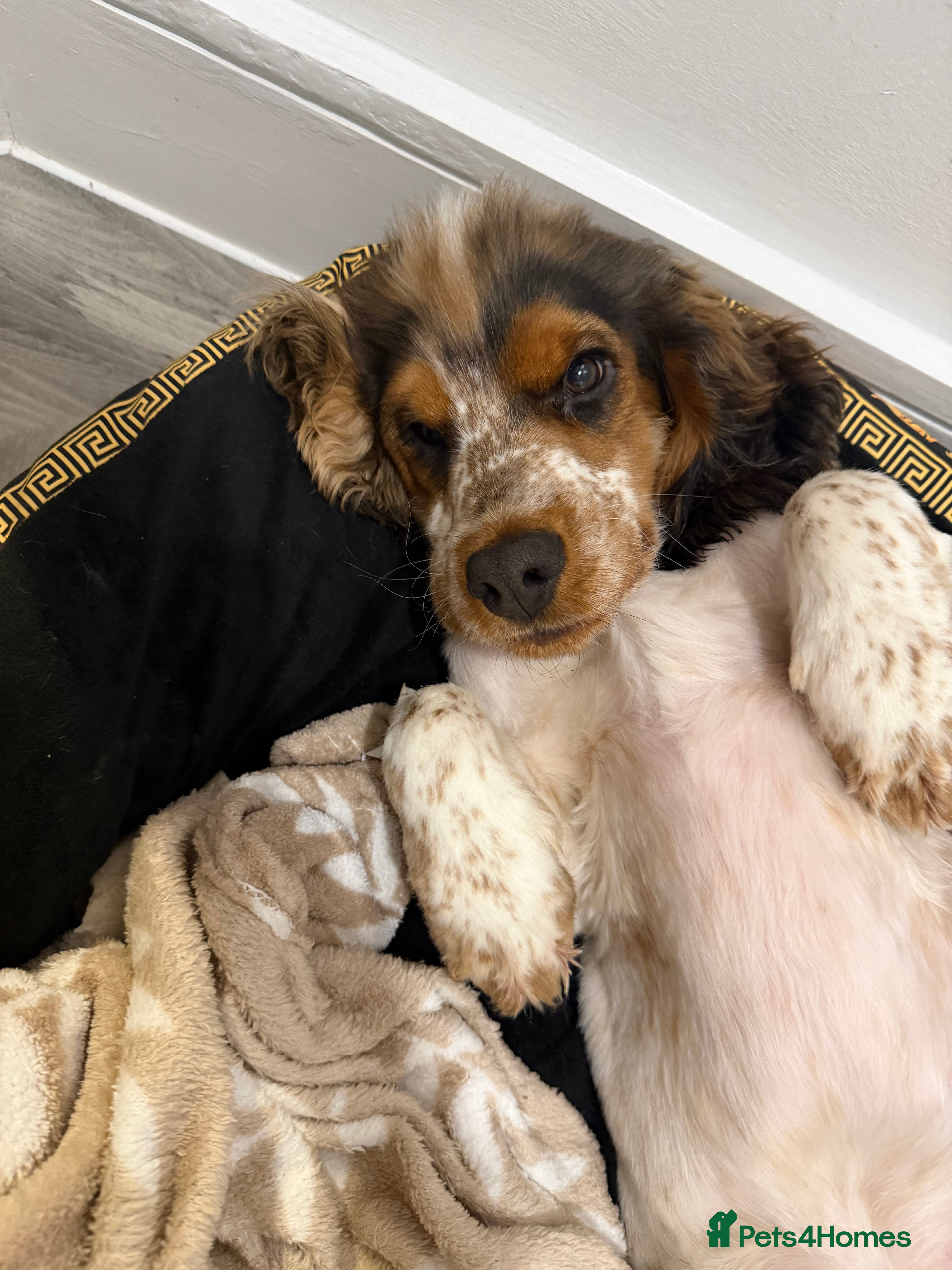 Cocker Spaniel dogs KC Show Cocker spaniel  - Advert 10