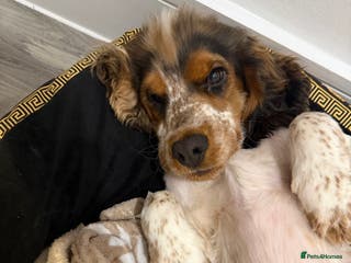 Cocker Spaniel dogs KC Show Cocker spaniel - Advert 14