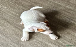 Jack Russell dogs for sale: Jack Russell terrier  - Image 13