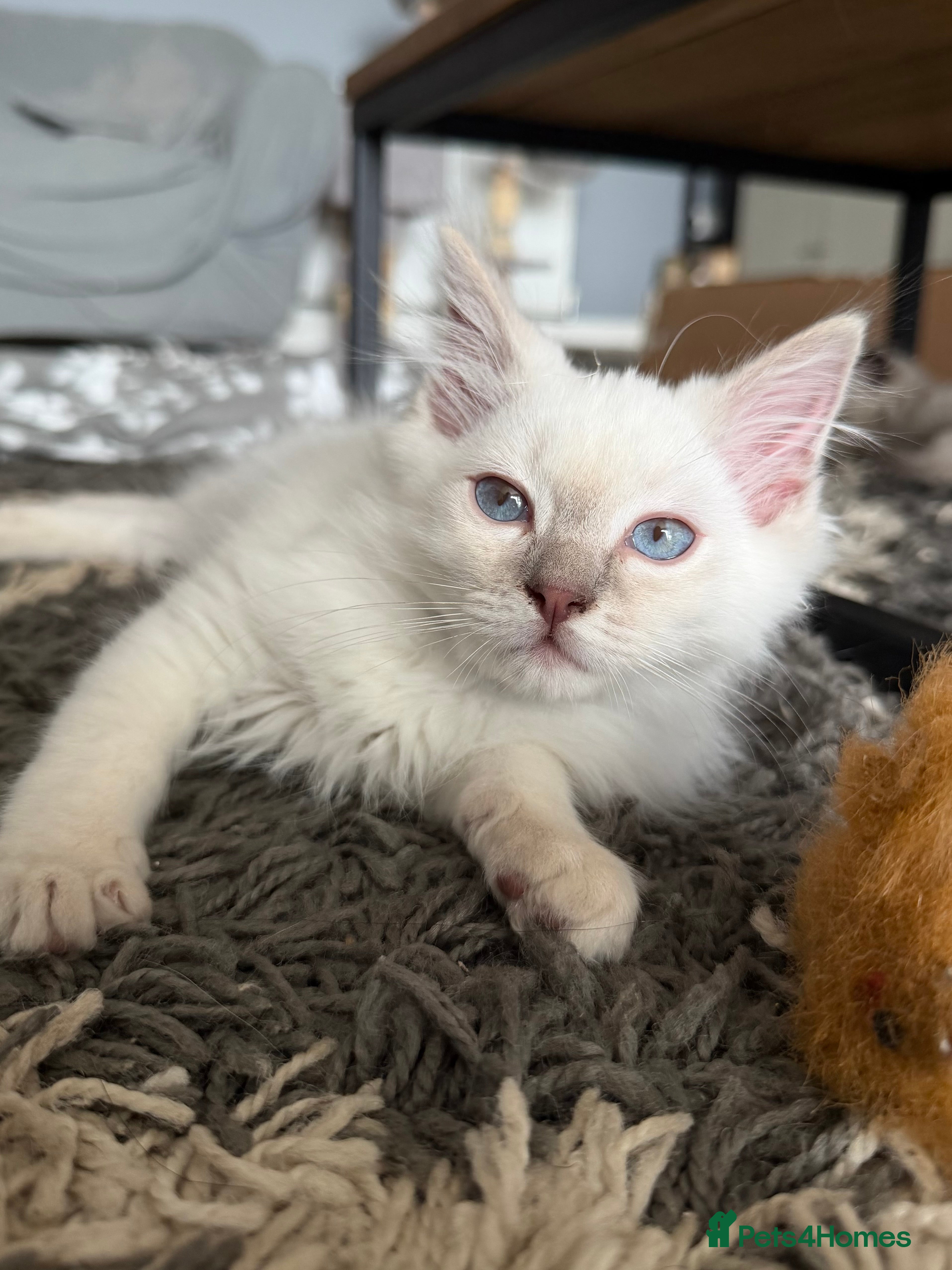Ragdoll cats     💙 Stunning Pedigree Ragdoll Kittens GCCF - Advert 2