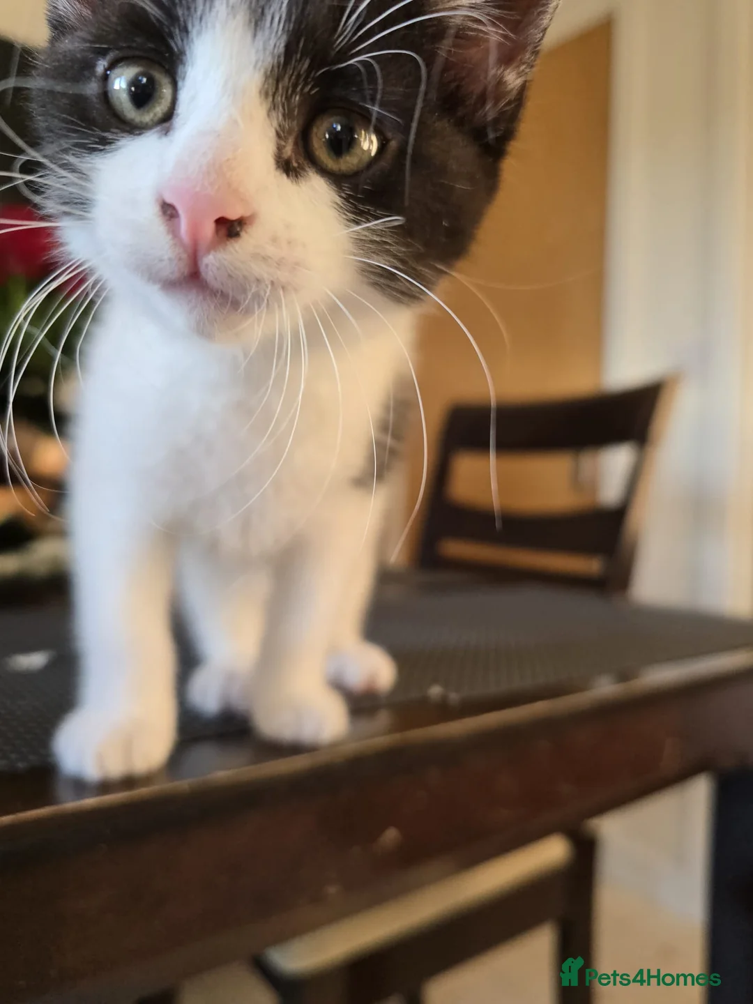 Mixed Breed cats for sale: ***Black and White Male Kitten For Sale*** - Advert 21