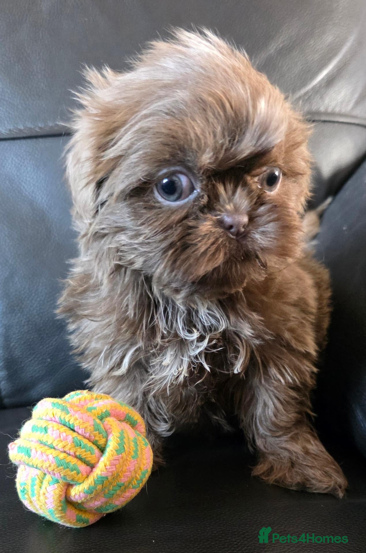 Shih Tzu dogs Ready Now Amazing imperial shih tzu puppies  - Advert 1