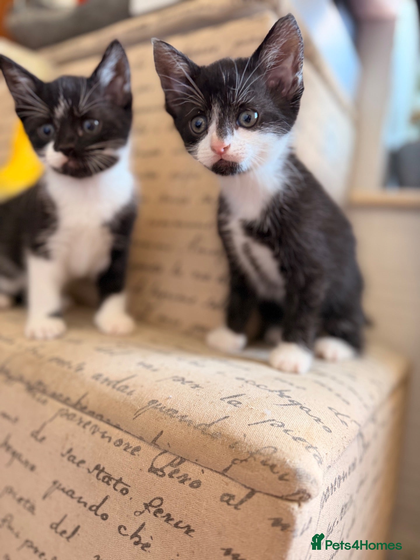 Mixed Breed cats Beautiful, bouncy kittens - Advert 1