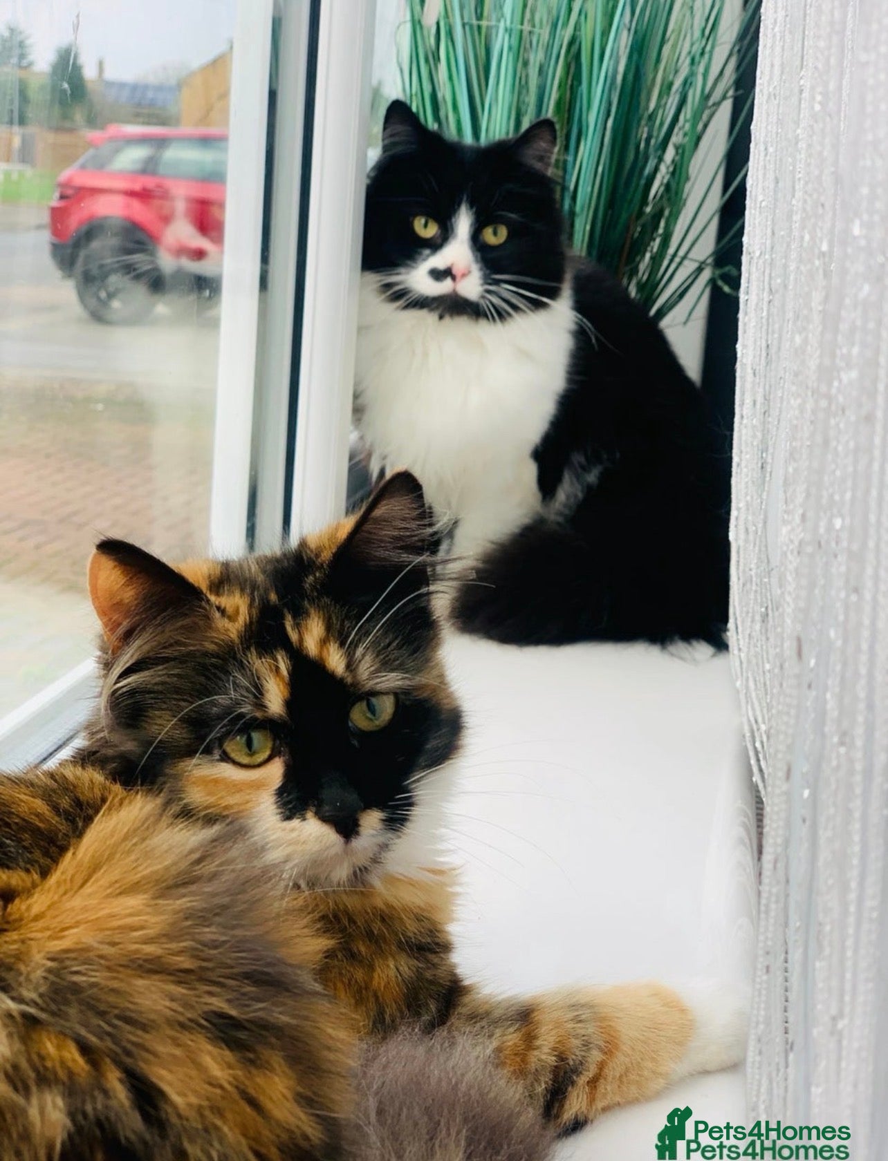 Mixed Breed cats Little bundles of purrfection  - Advert 1