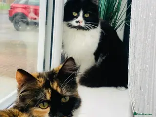 Mixed Breed cats Little bundles of purrfection - Advert 10