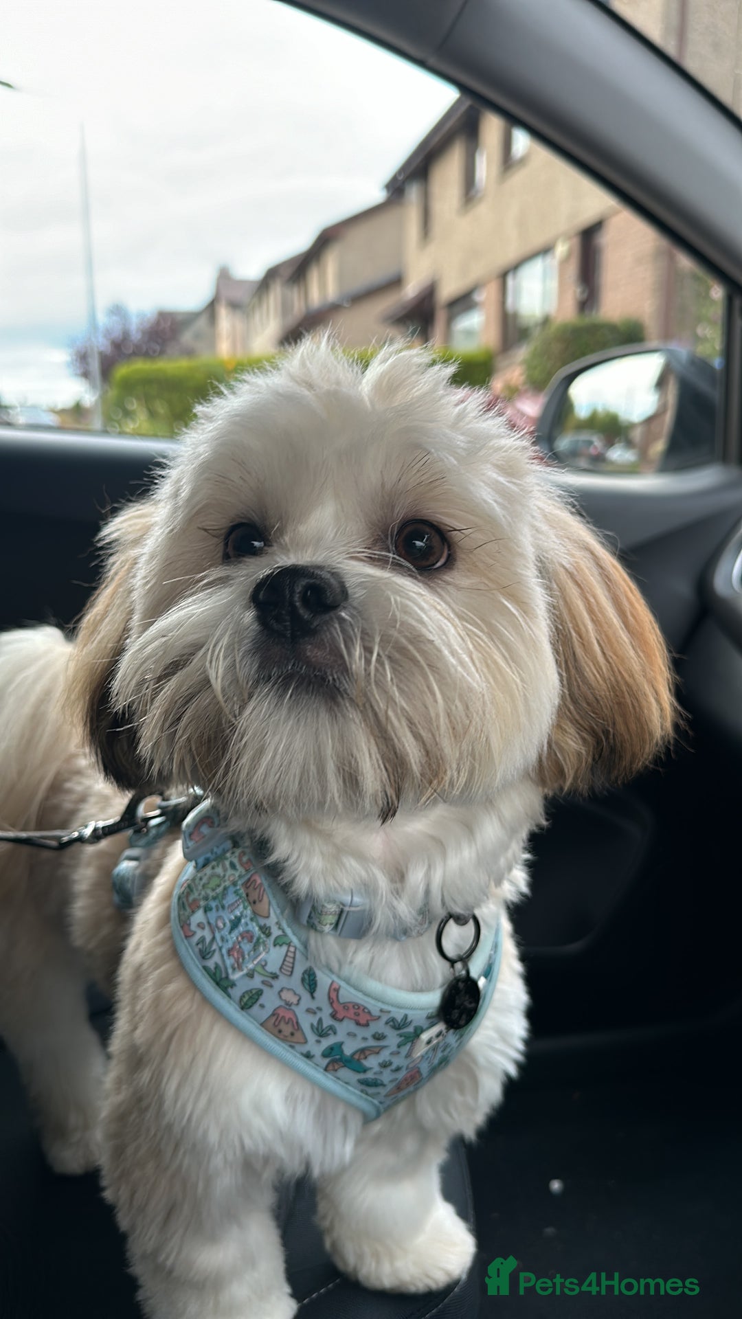 Lhasa Apso dogs for stud: KC Registered Lhasa Apso Stud - Advert 12