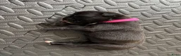 Boxer dogs for sale: KC Boxer Puppies  – 1 Week Old - Advert 20