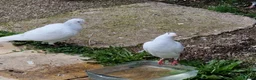 Pigeons birds for sale: White Tumbler baby pigeon for sale - Advert 6