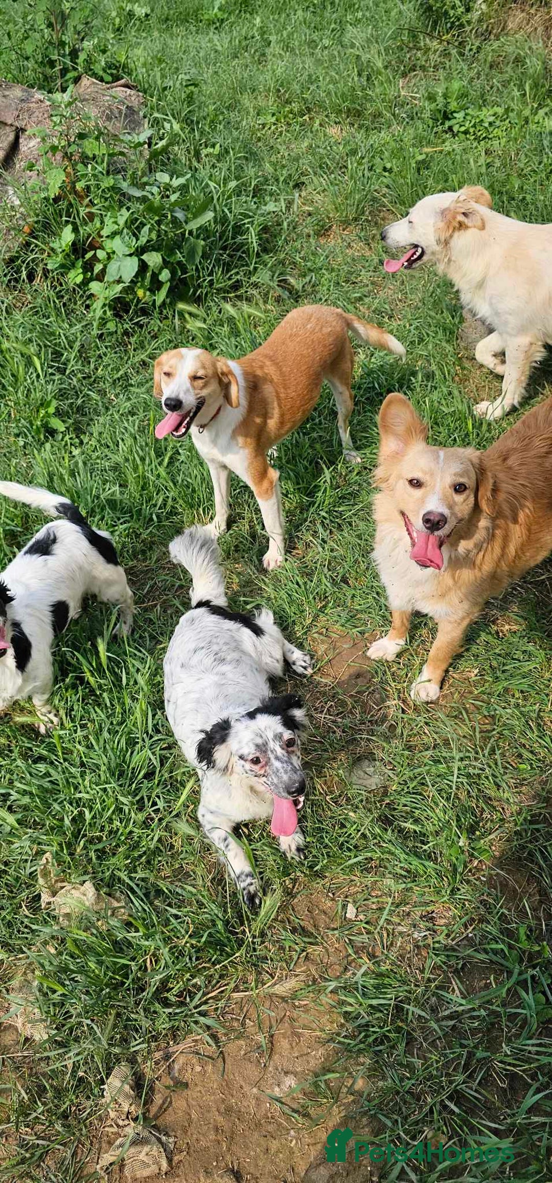 Mixed Breed dogs for adoption: Zlata - Image 3