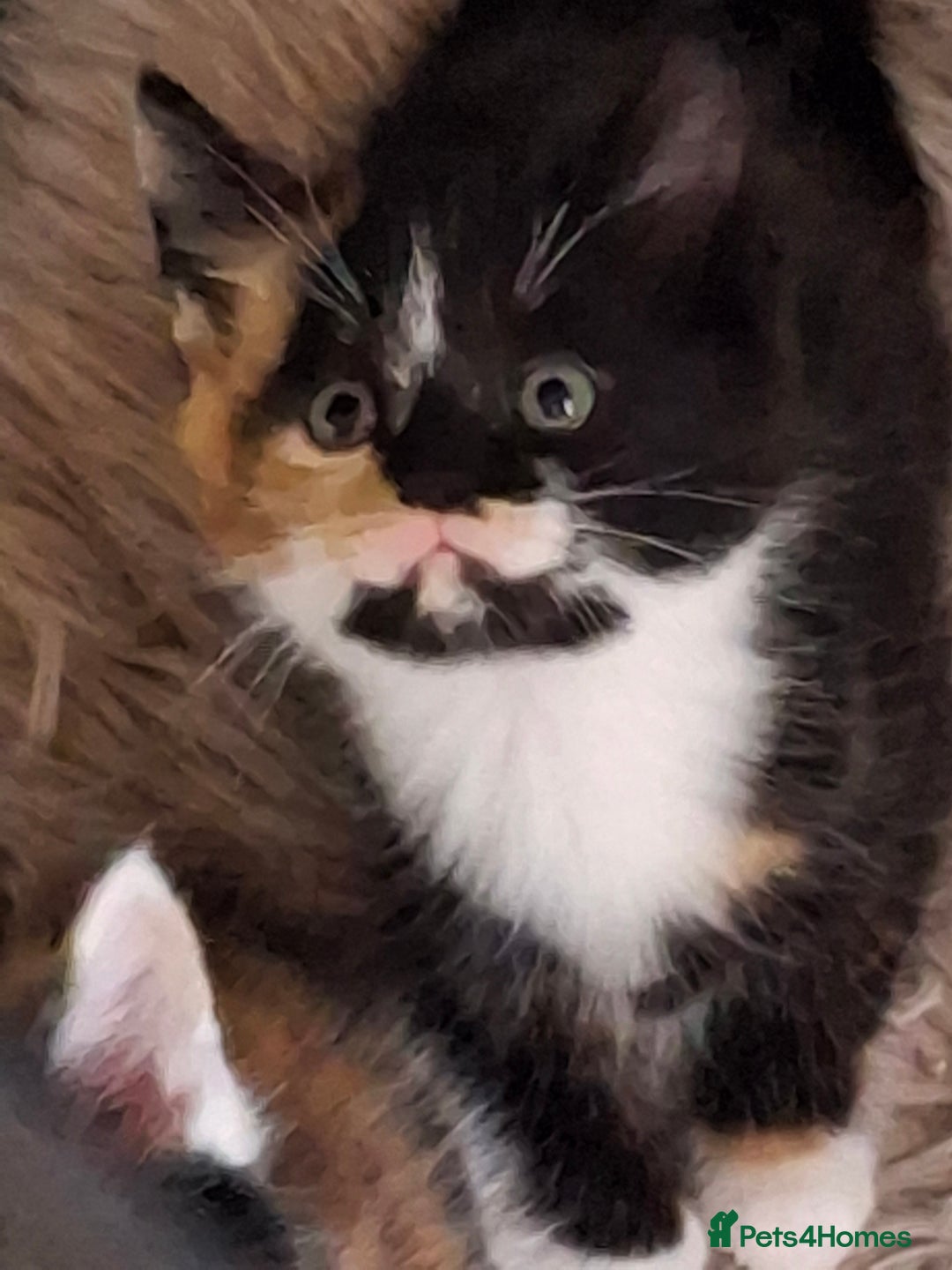 Mixed Breed cats for sale: 3 adorable little kittens for sale  - Image 1