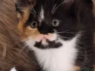Mixed Breed cats - Advert 6