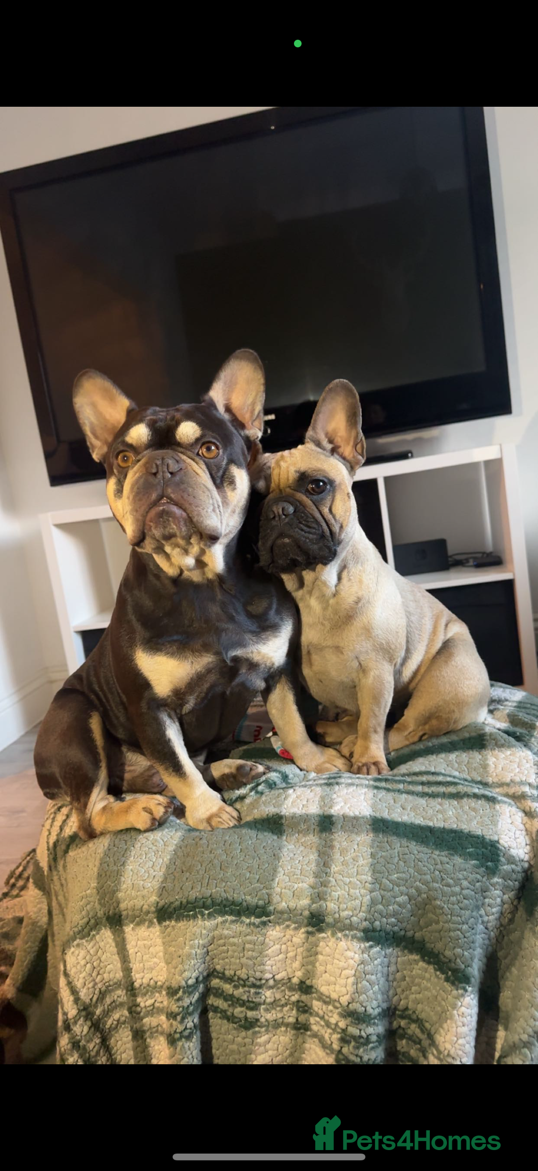 French Bulldog dogs for sale: French bull dog pups for sale - Image 1