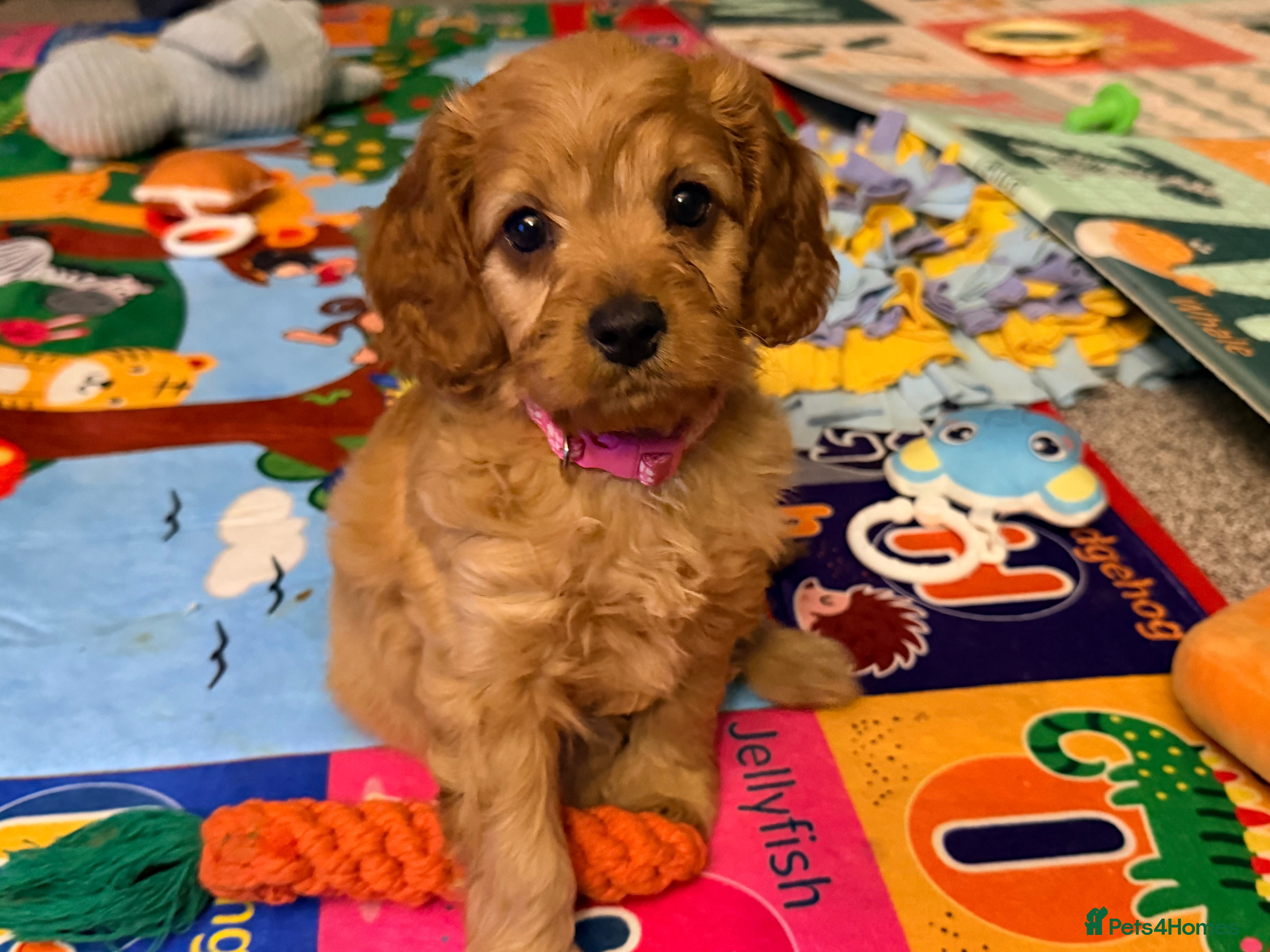 Cavapoo dogs Health Tested F1 TOY Cavapoo Puppies  - Advert 6