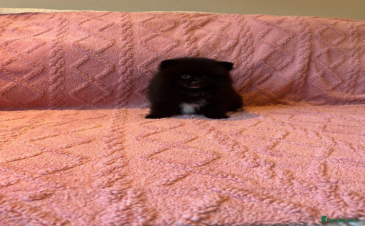 Pomeranian dogs - Advert 1