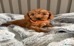 Cockapoo dogs for sale: Health Tested Fox Red Cockapoo  - Image 2