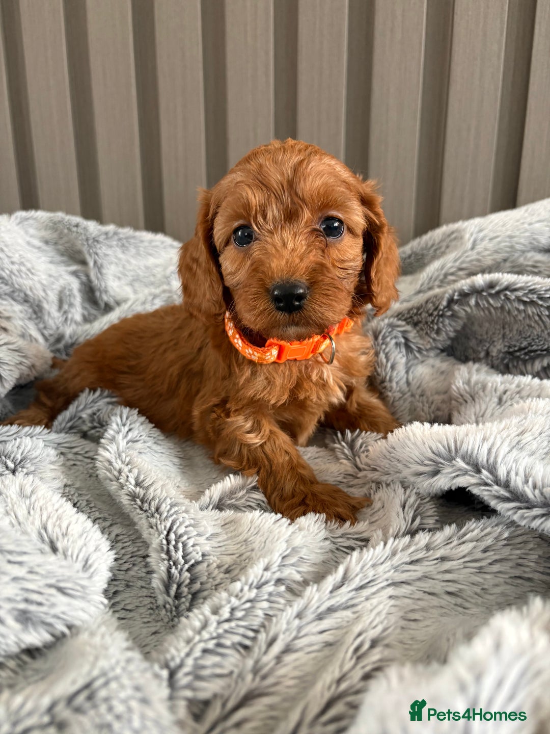Cockapoo dogs for sale: Health Tested Fox Red Cockapoo  - Image 2