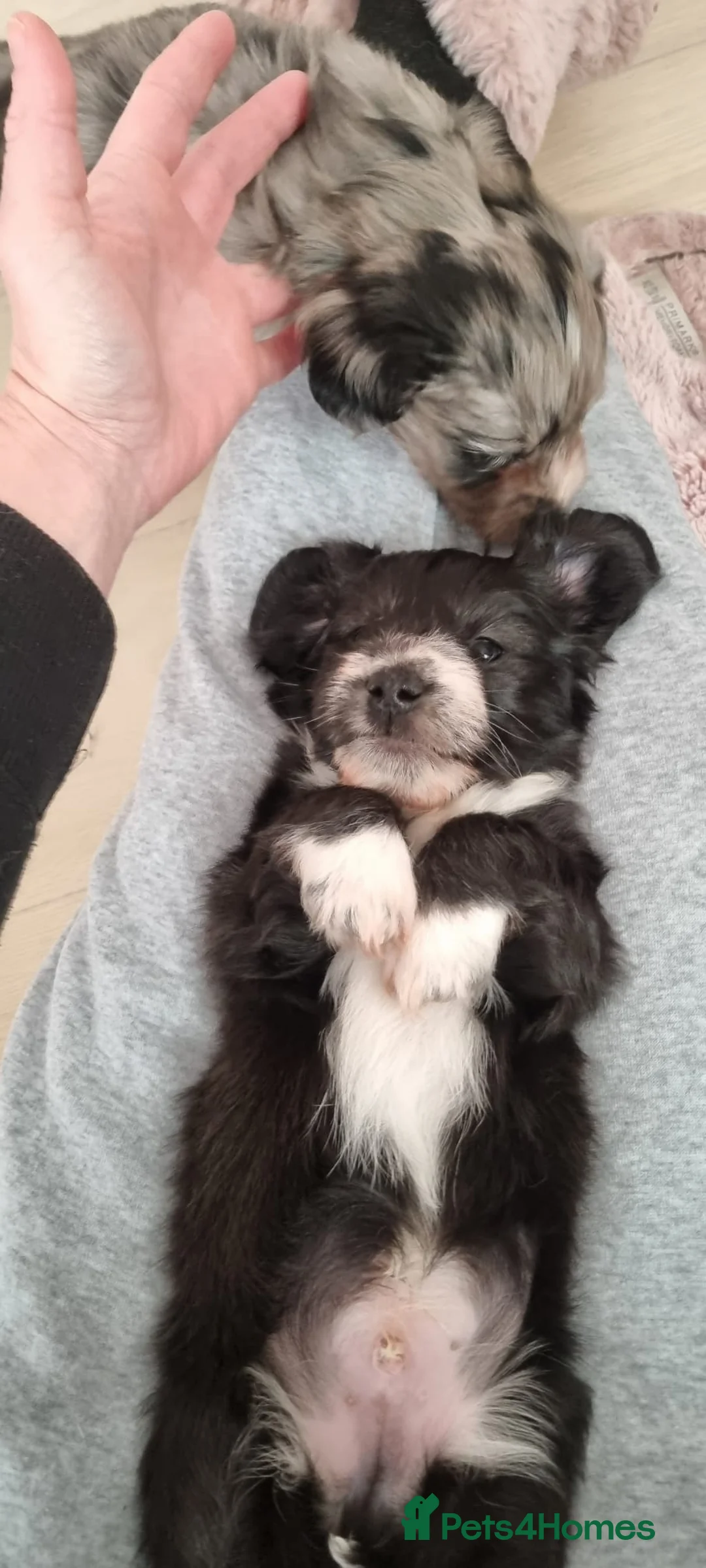 Mixed Breed dogs for sale:   **  Mauxie dog puppies  - Advert 4