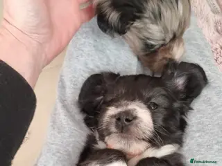 Mixed Breed dogs ** Mauxie dog puppies - Advert 6