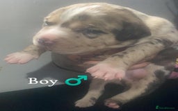 Mixed Breed dogs for sale: American Bull Staffy Puppies - Image 5