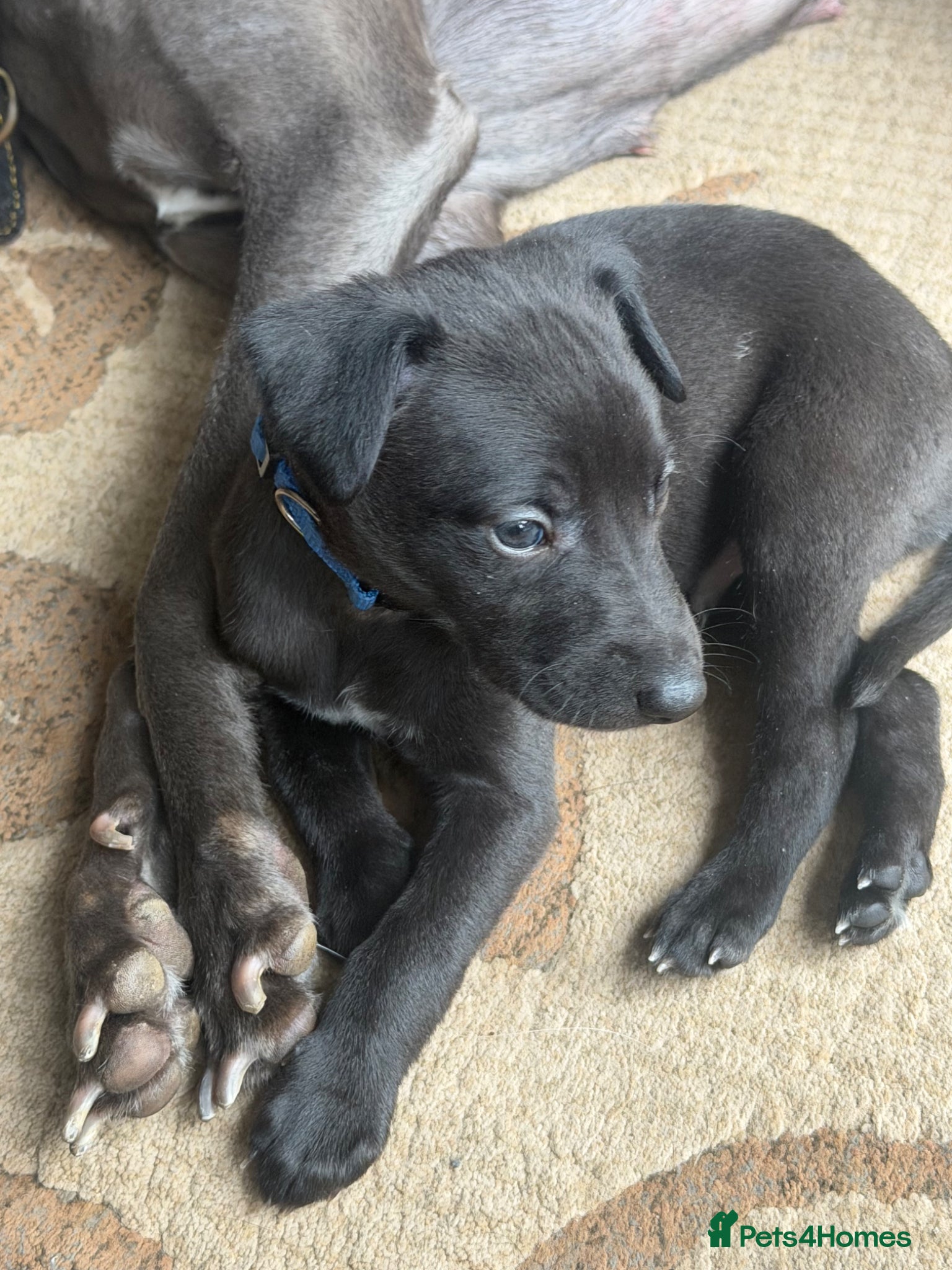 Whippet dogs Exceptionally bred KC whippets - Advert 2