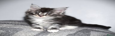 Maine Coon Kitten 4