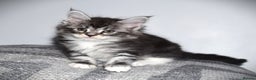 Maine Coon cats for sale: Maine Coon kittens/ Ready to Now    - Advert 12