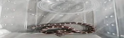 Corn Snake reptiles for sale: Corn snake babies for sale  in Milton Keynes - Advert 4