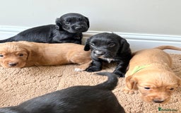 Cocker Spaniel dogs for sale: Stunning cocker spaniel puppies  - Image 14