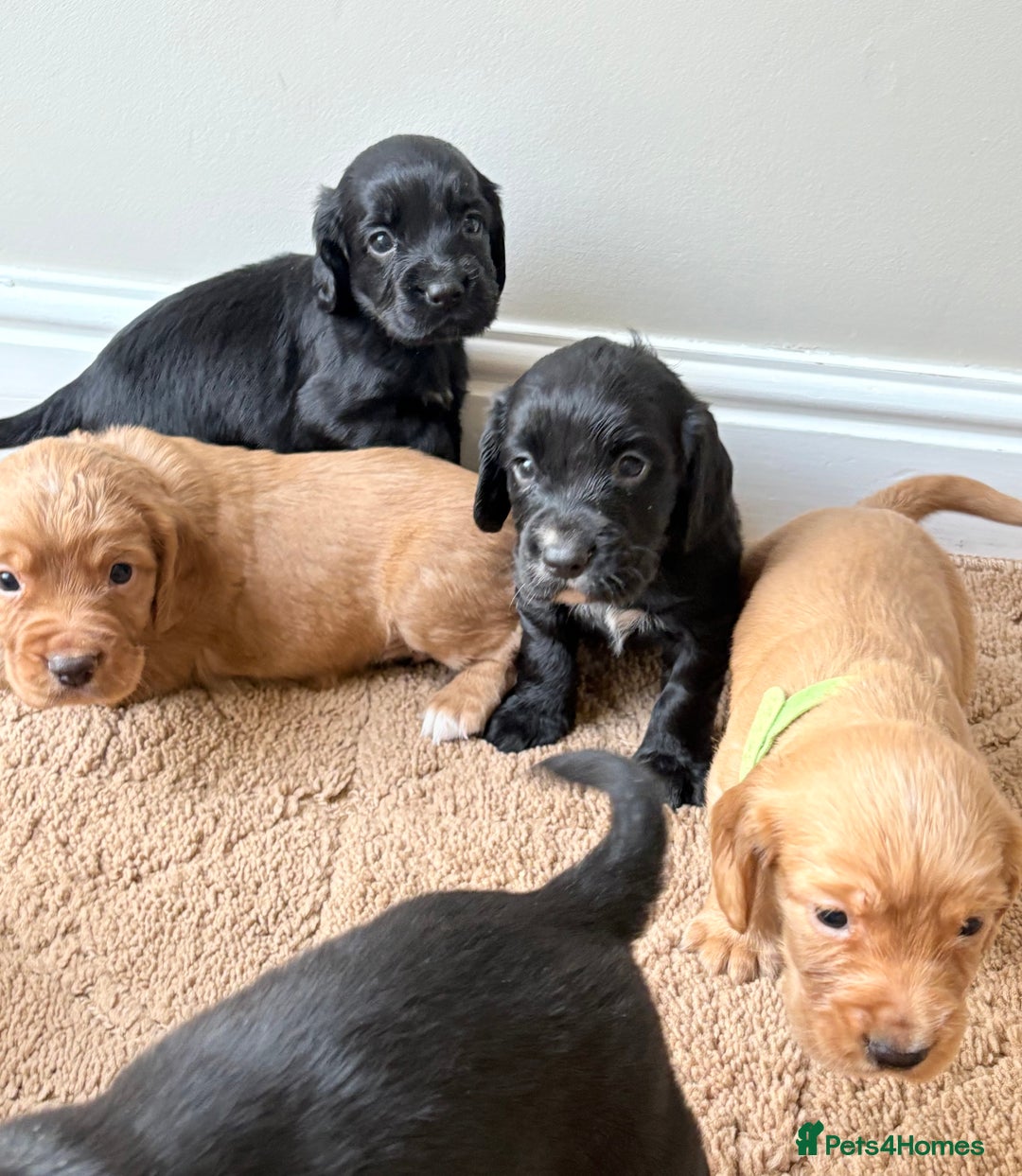Cocker Spaniel dogs for sale: Stunning cocker spaniel puppies  - Image 14