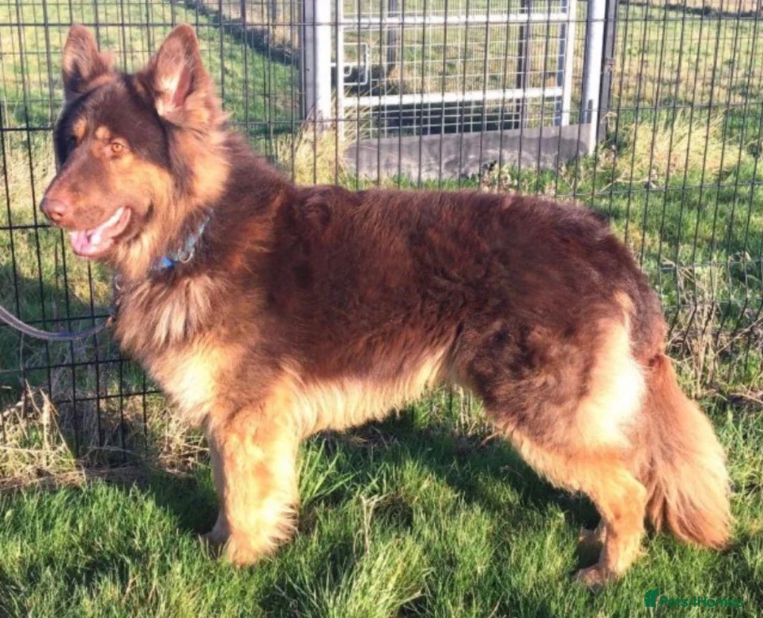 German Shepherd dogs for sale: German Shepherd - Advert 26