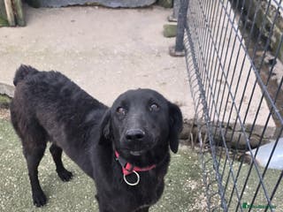 Mixed Breed dogs uma - Advert 18