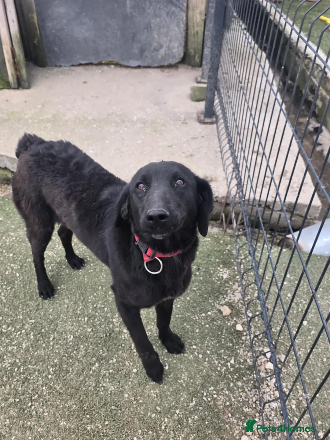 Mixed Breed dogs for adoption: uma   - Advert 1