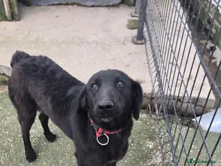 Mixed Breed dogs uma - Advert 18