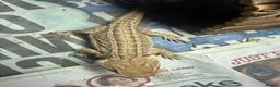 Bearded Dragon reptiles for sale: Baby Bearded Dragons - Advert 3