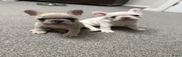 French Bulldog dogs for sale: Puppies for Sales - Advert 4