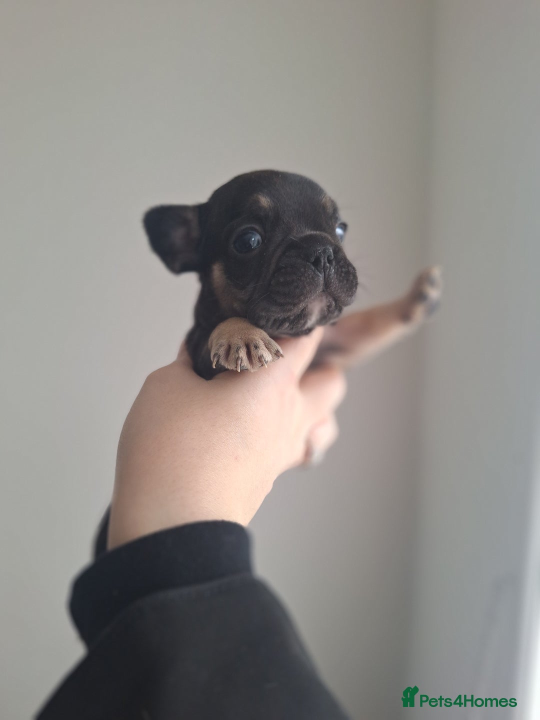 French Bulldog dogs for sale: French bulldog babies  - Advert 12