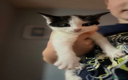 Mixed Breed cats for sale: Gorgeous family kittens nearly ready for new homes - Image 6