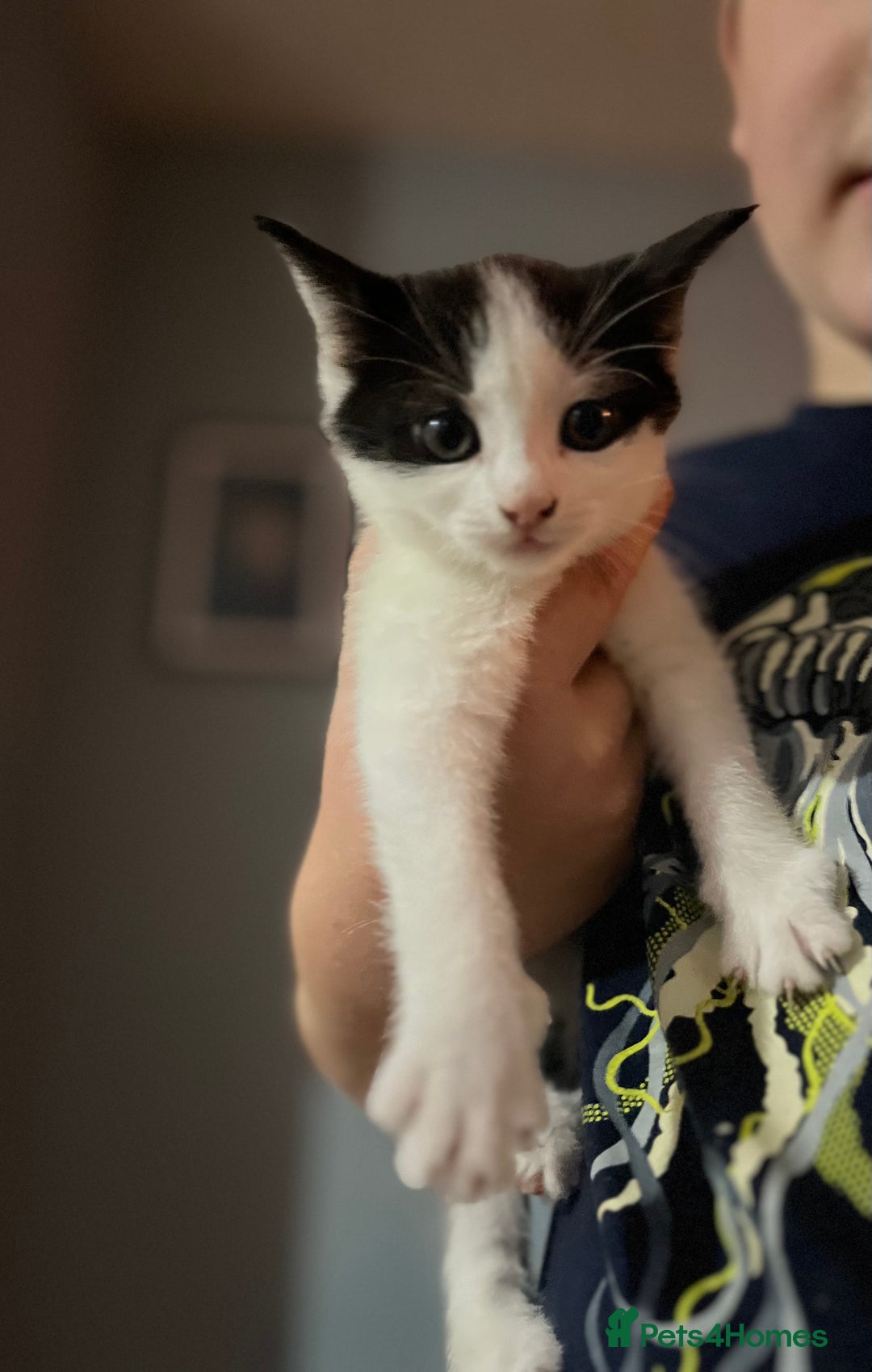 Mixed Breed cats for sale: Gorgeous family kittens nearly ready for new homes - Image 6