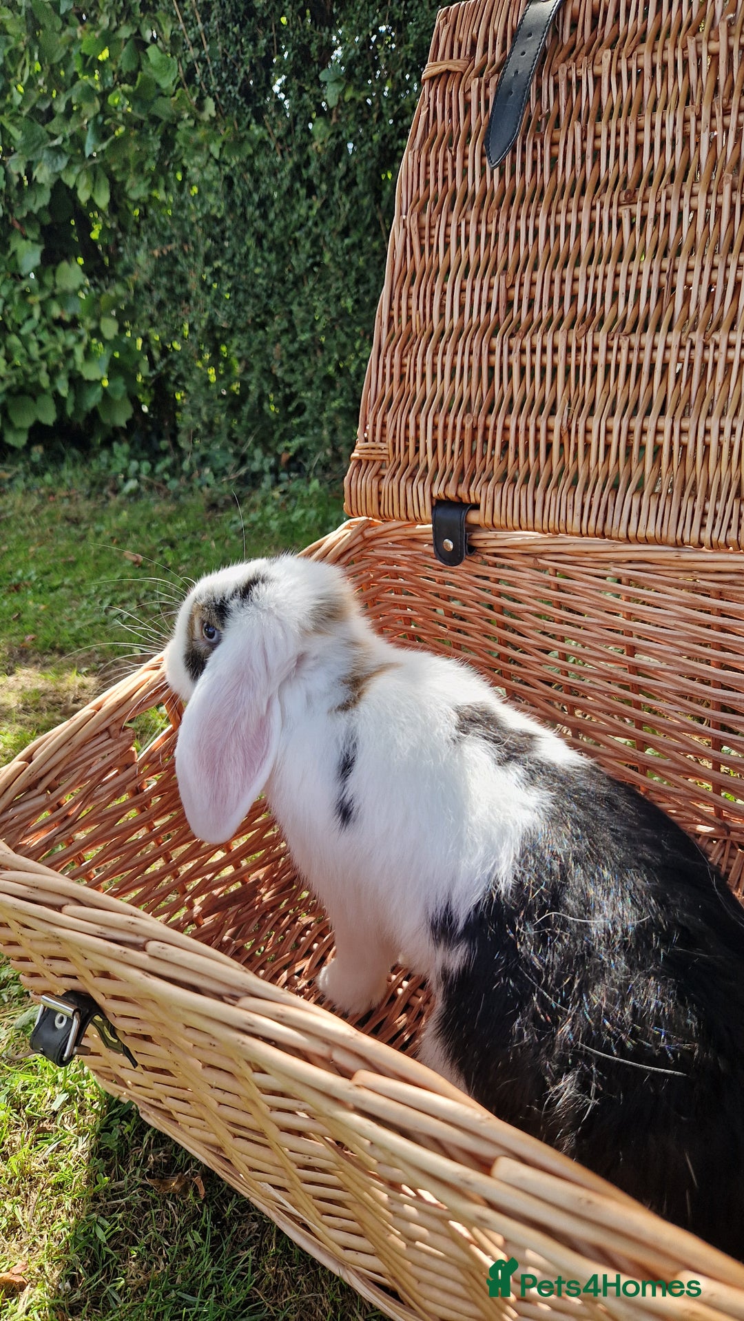 Mini Lop rabbits for sale: Mini lop rabbit male  - Image 2