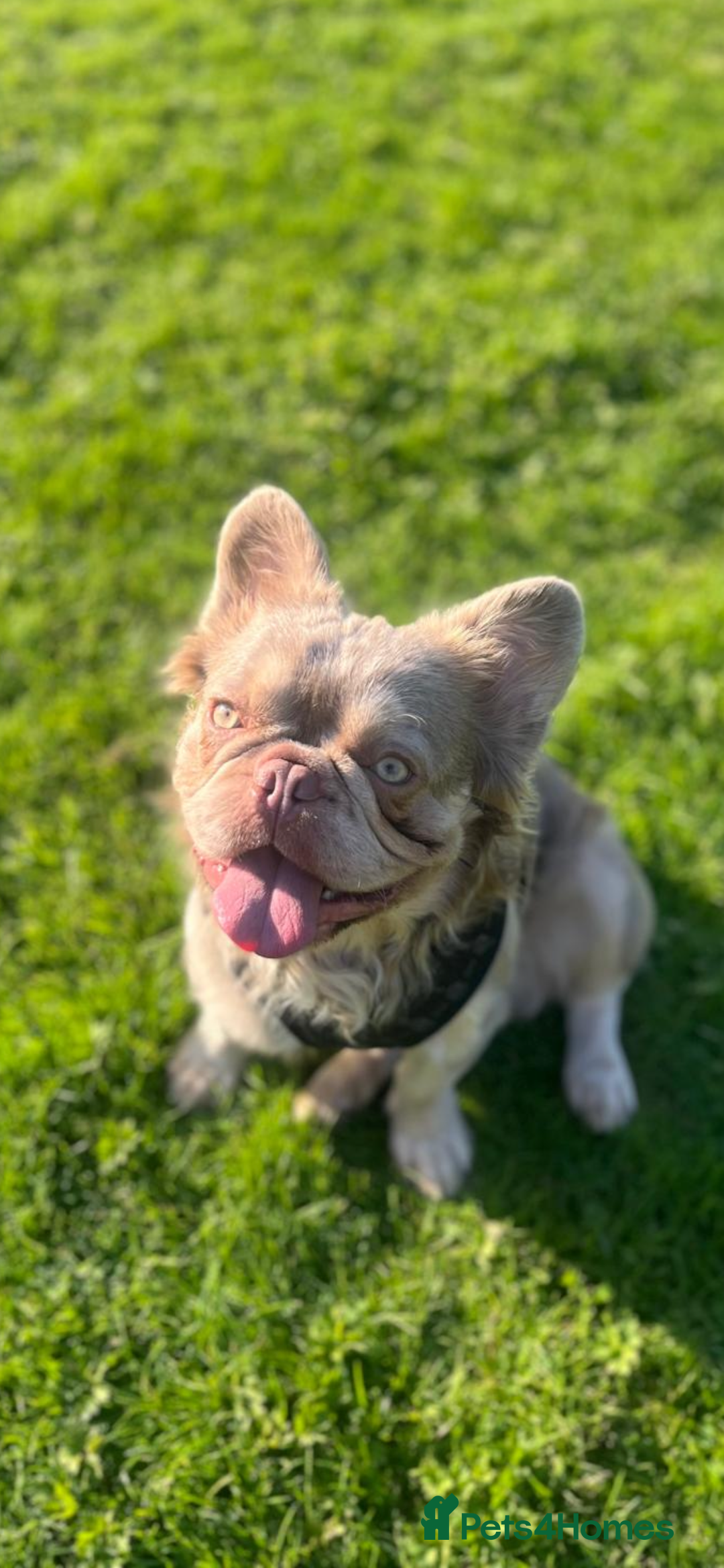 French Bulldog dogs for stud: Visual fluffy new shade boy Fluffiest in the UK  in Manchester - Advert 1