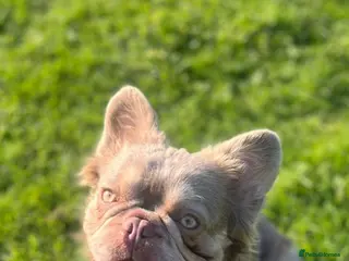 French Bulldog dogs Visual fluffy new shade boy Fluffiest in the UK in Manchester - Advert 10