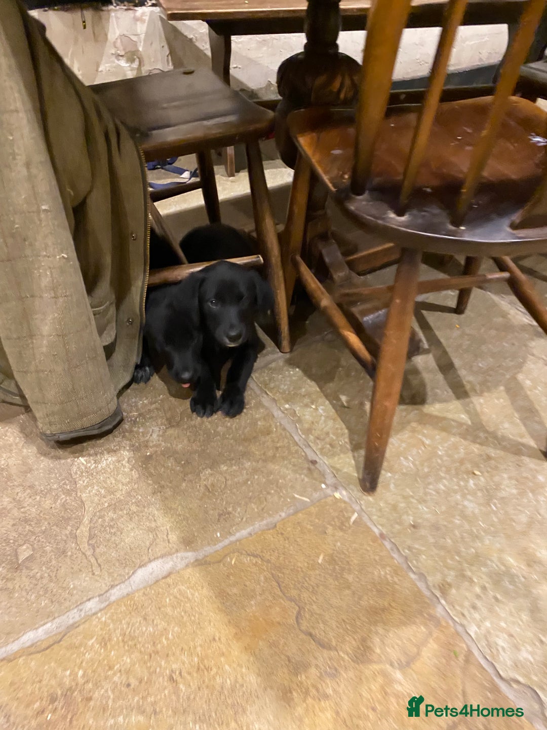 Borador dogs for sale: Perfect Collie x Lab Puppies! Perfect Family Pets - Image 7