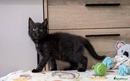 Maine Coon cats for sale: Maine Coon - Image 26