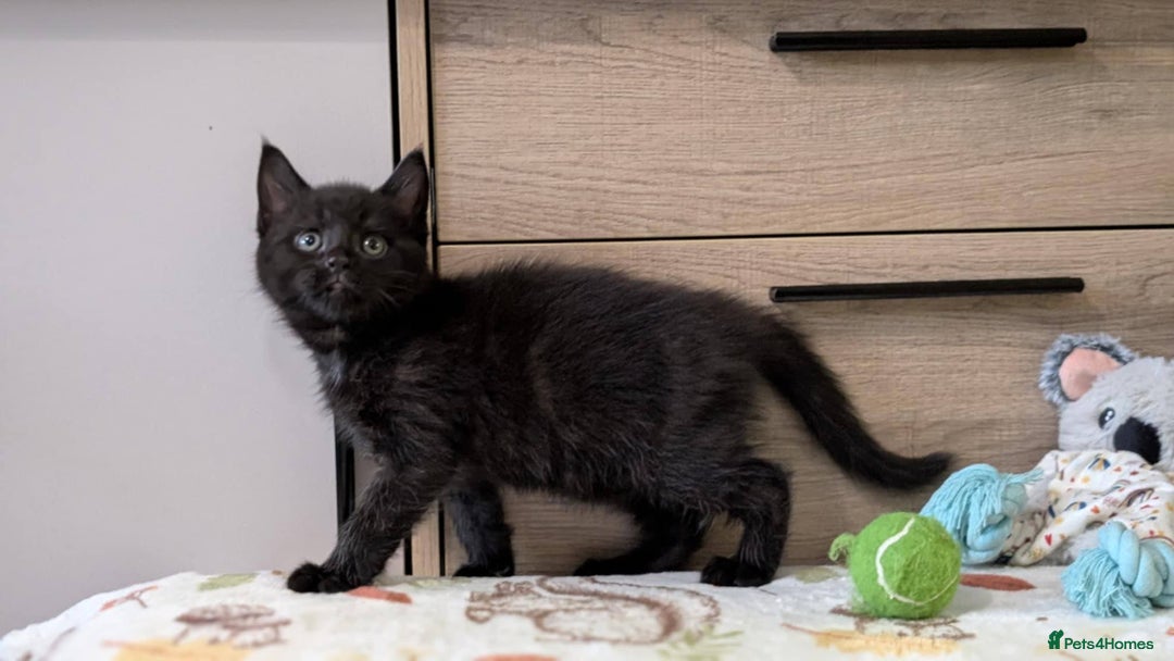 Maine Coon cats for sale: Maine Coon - Image 26