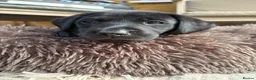 Labrador Retriever dogs for sale: Labrador Puppies - Advert 6