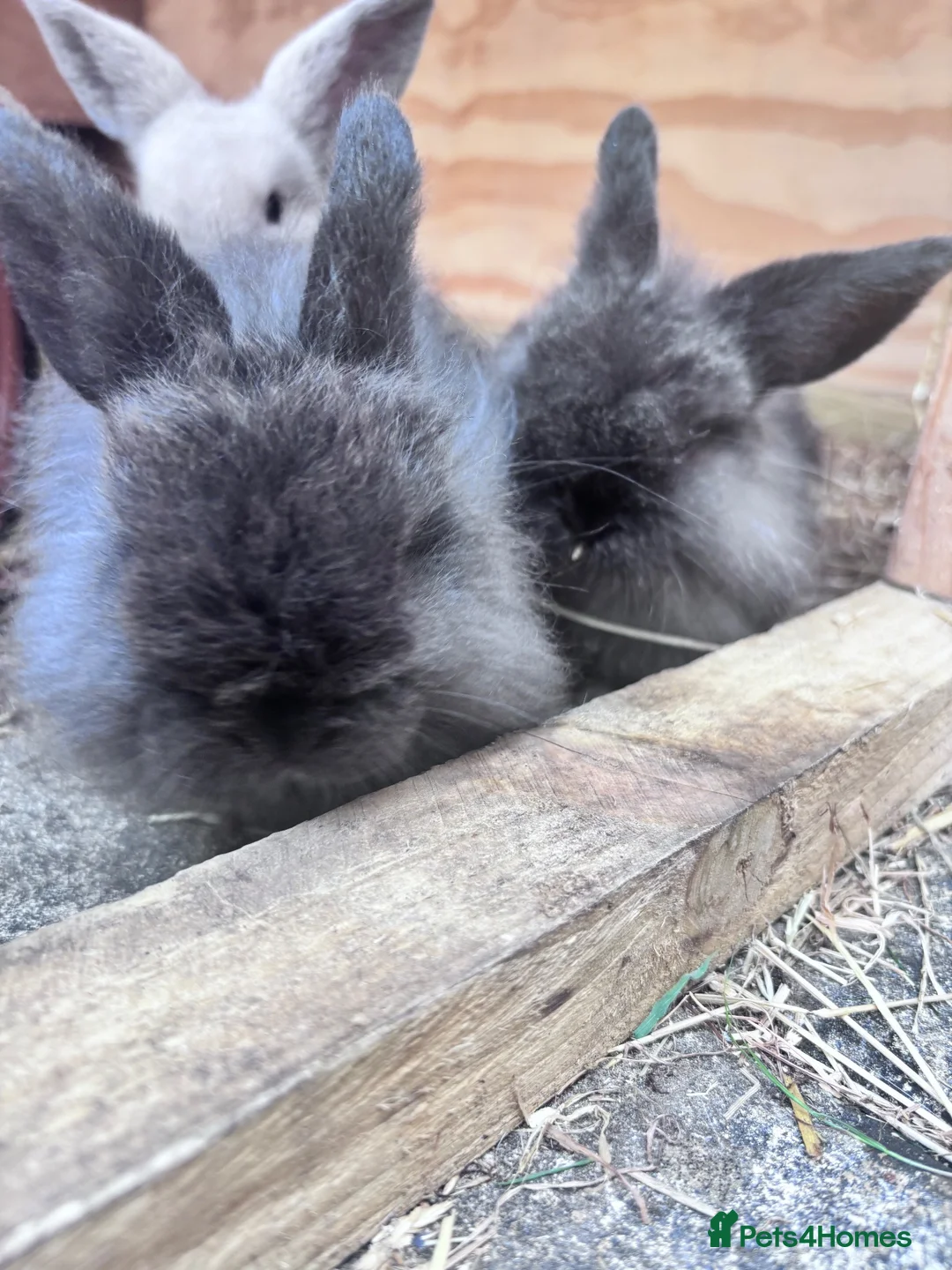 Mini Lop rabbits for sale: 2 male mini lop rabbits  in Dingwall - Advert 3
