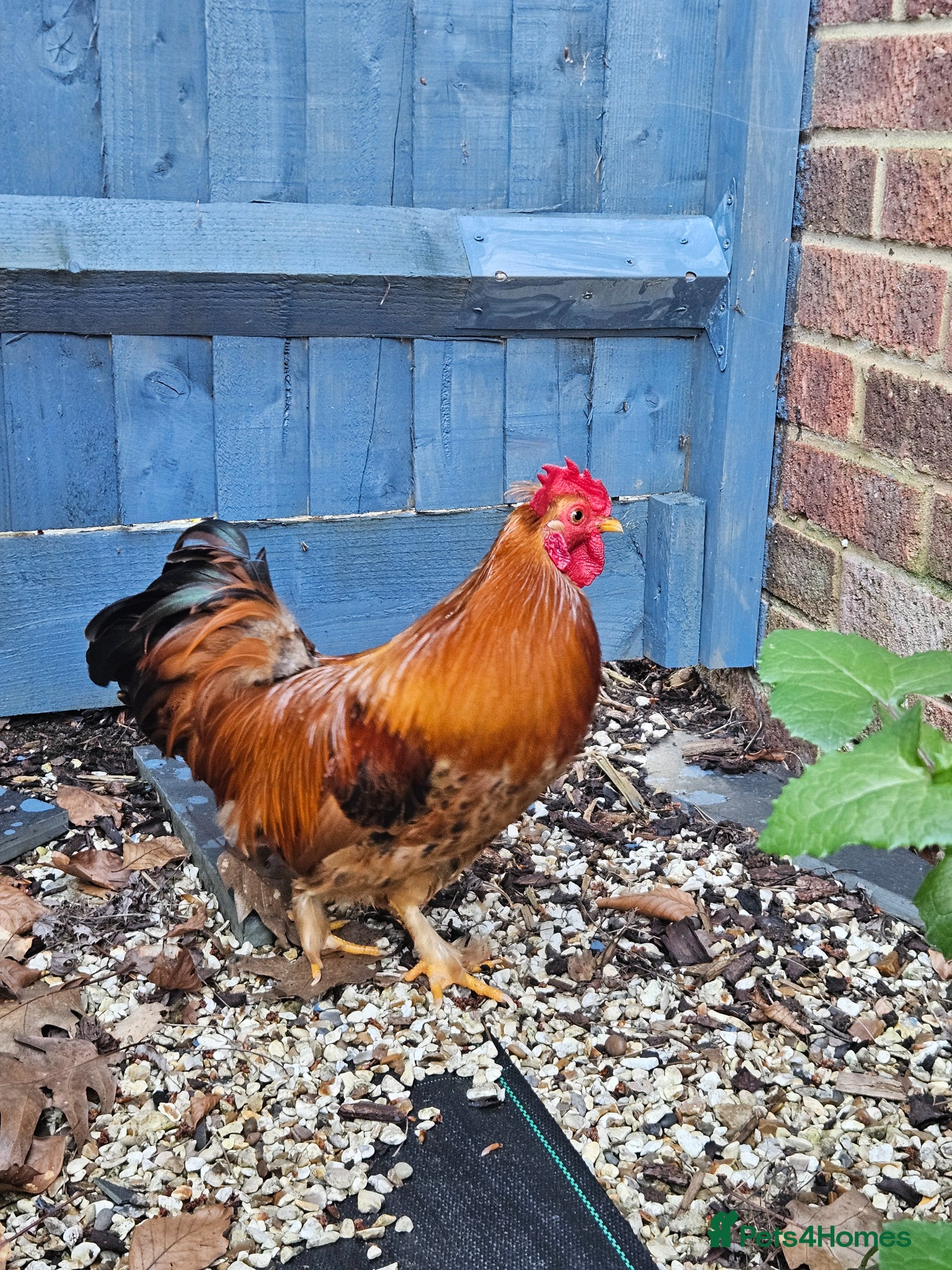 Chickens poultry Bantam rooster needs rehoming - Advert 18