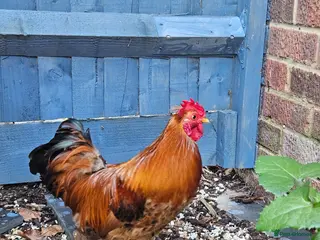 Chickens poultry Bantam rooster needs rehoming - Advert 18