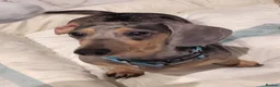 Miniature Dachshund dogs for sale: 🤎 Our Beautiful Miniature Dachshund Babies 🐾 in Willenhall - Advert 2